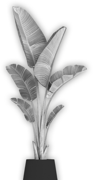 pianta
